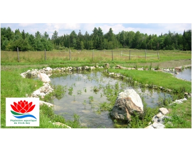 Marais filtrant pour lac artificiel baignable