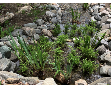 plantation aquatique en cours: Jardin d'eau baignable Sutton